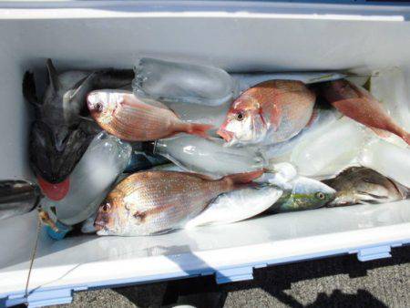 大進丸（新潟） 釣果