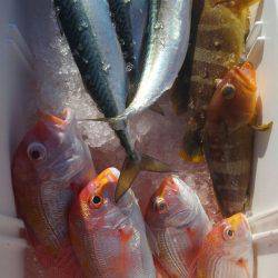 遊漁船 新鋭丸 釣果