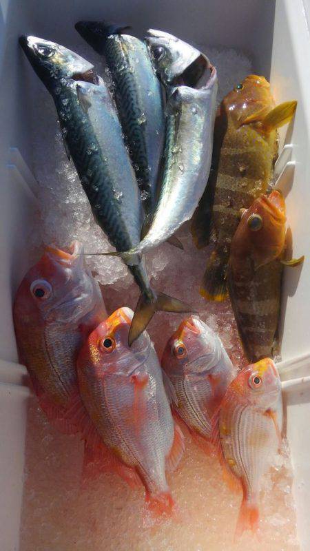 遊漁船 新鋭丸 釣果