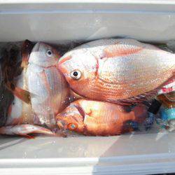 大進丸（新潟） 釣果