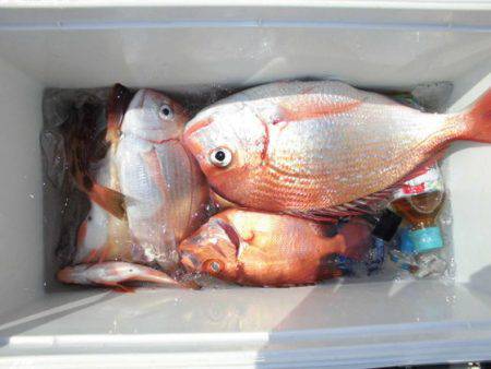 大進丸（新潟） 釣果