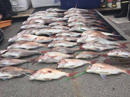 幸風（さちかぜ） 釣果