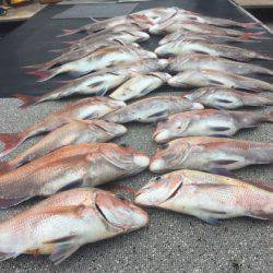 幸風（さちかぜ） 釣果