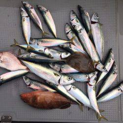 遊漁船高橋 釣果