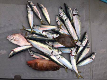 遊漁船高橋 釣果