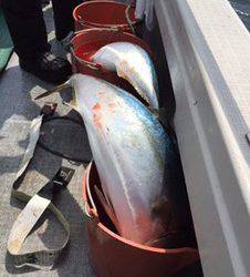 シーモンキー 釣果