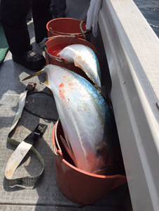 シーモンキー 釣果