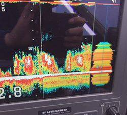 シーモンキー 釣果