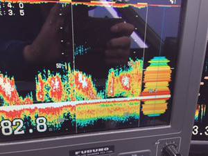 シーモンキー 釣果