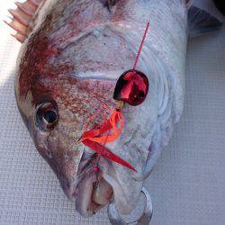 遊漁船ブルーウッズ 釣果