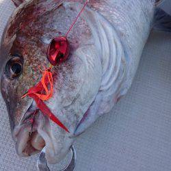 遊漁船ブルーウッズ 釣果