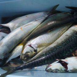 遊漁船 新鋭丸 釣果