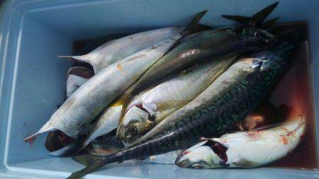 遊漁船 新鋭丸 釣果