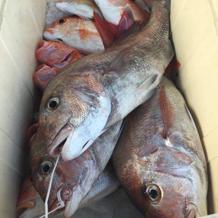 幸風（さちかぜ） 釣果