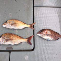 遊漁船高橋 釣果