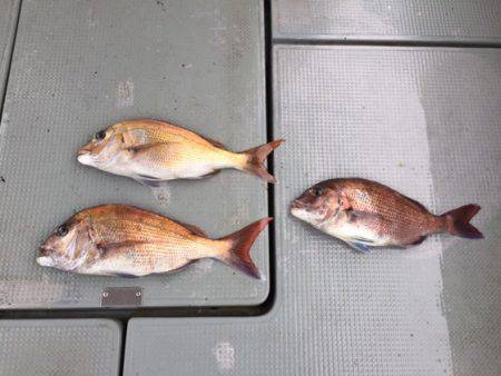 遊漁船高橋 釣果