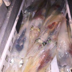 幸風（さちかぜ） 釣果