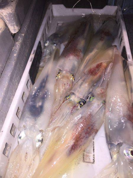 幸風（さちかぜ） 釣果