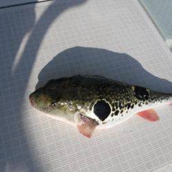 遊漁船 幸友丸 釣果