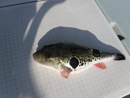 遊漁船 幸友丸 釣果