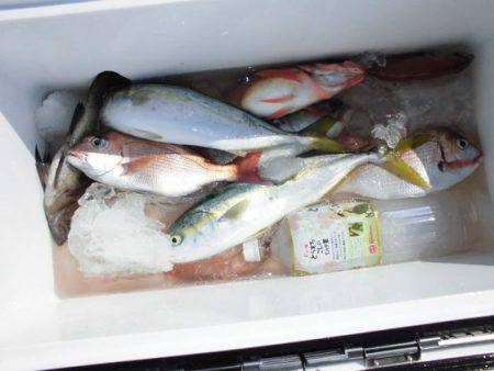 大進丸(新潟) 釣果