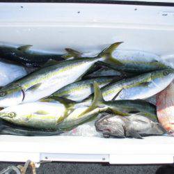 大進丸(新潟) 釣果