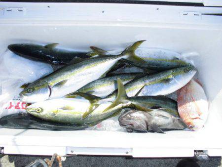 大進丸(新潟) 釣果