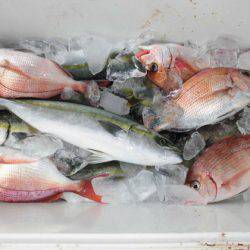 大進丸(新潟) 釣果