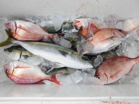 大進丸(新潟) 釣果