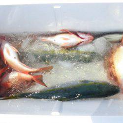 大進丸（新潟） 釣果