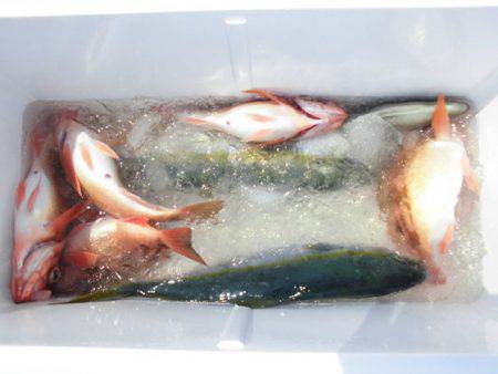 大進丸（新潟） 釣果