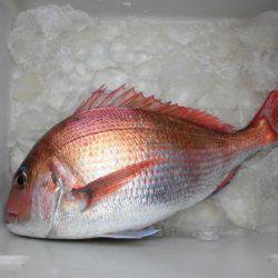 大進丸（新潟） 釣果