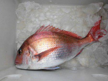 大進丸（新潟） 釣果