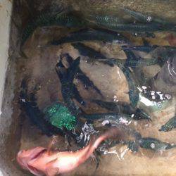 遊漁船高橋 釣果