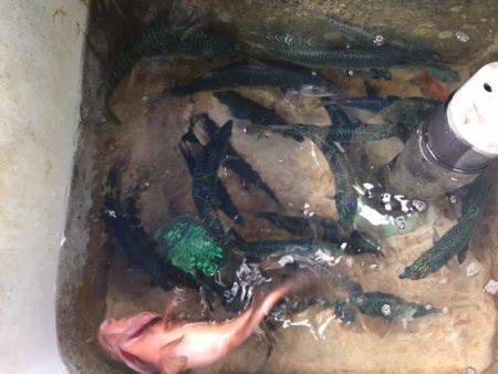 遊漁船高橋 釣果