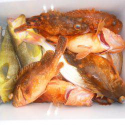 真祐丸 （しんゆうまる） 釣果