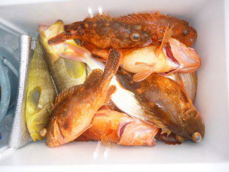 真祐丸 （しんゆうまる） 釣果