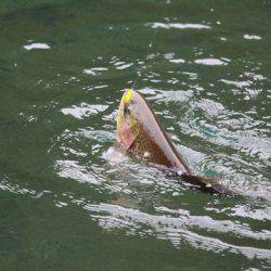 小菅トラウトガーデン 釣果