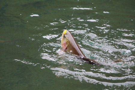 小菅トラウトガーデン 釣果