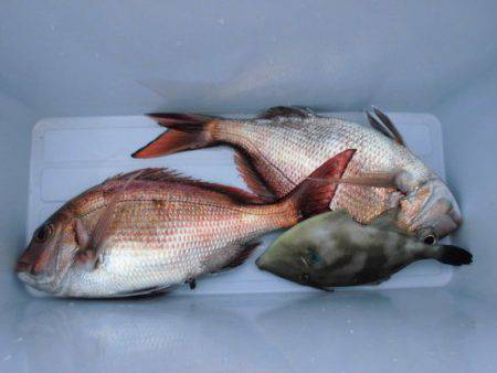 大進丸（新潟） 釣果