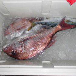 大進丸(新潟) 釣果