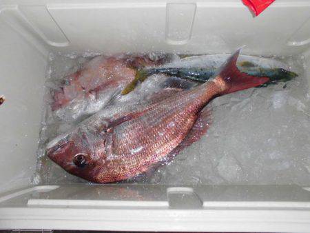 大進丸(新潟) 釣果