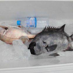 大進丸（新潟） 釣果