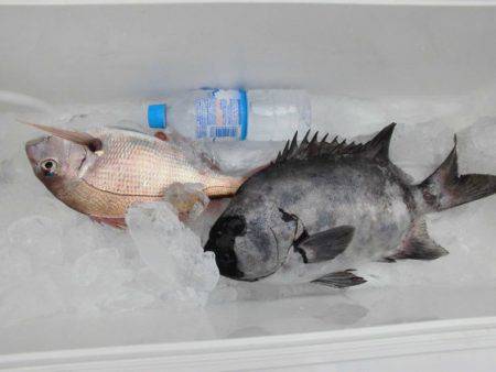 大進丸（新潟） 釣果