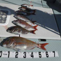 遊漁船 幸友丸 釣果