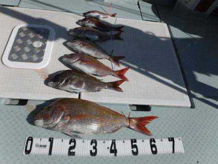 遊漁船 幸友丸 釣果