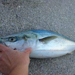 しば渡船 釣果
