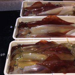 幸風（さちかぜ） 釣果