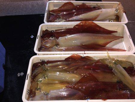 幸風（さちかぜ） 釣果