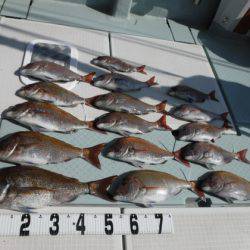 遊漁船 幸友丸 釣果